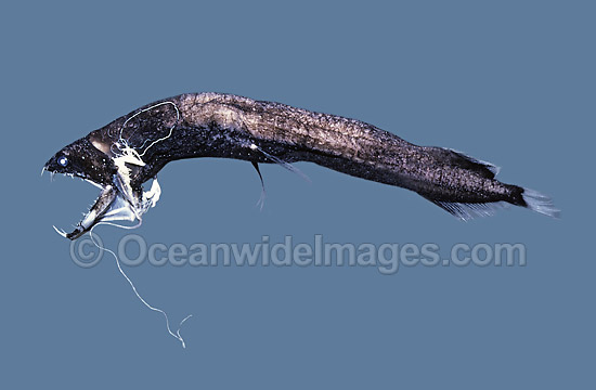 Obese Dragonfish Opostomias micripnus Deep sea photo Obese Dragonfish Opostomias micripnus Deep sea photo
