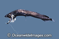 Obese Dragonfish Opostomias micripnus Deep sea Photo - Rudie Kuiter