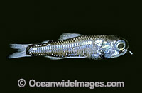 Lanternfish Diaphus watasei Depth: 500m Deep sea fish Photo - Rudie Kuiter