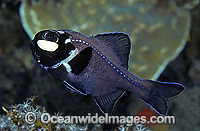 One-fin Flashlight Fish Photoblepharon palpebratus Photo - Rudie Kuiter