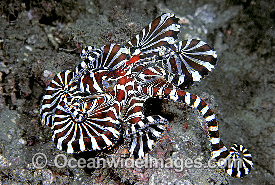 Wonderpus Octopus Wunderpus photogenicus photo Wonderpus Octopus Wunderpus photogenicus photo