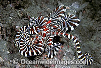 Wonderpus Octopus Wunderpus photogenicus Photo - Rudie Kuiter