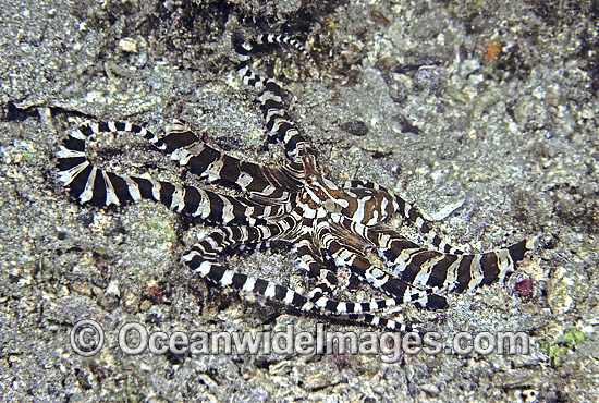 Wonderpus Octopus Wunderpus photogenicus photo Wonderpus Octopus Wunderpus photogenicus photo
