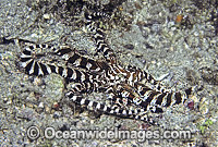 Wonderpus Octopus Wunderpus photogenicus Photo - Rudie Kuiter