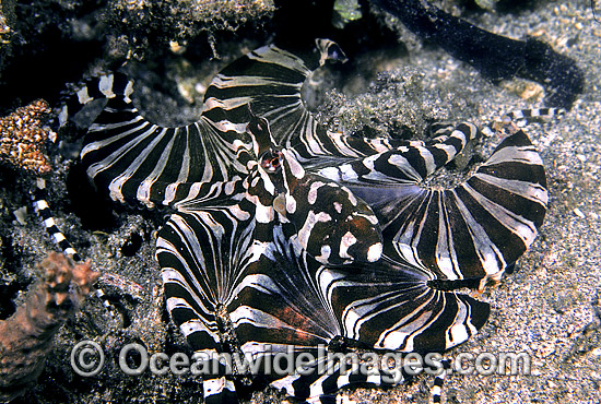 Wonderpus Octopus photo Wonderpus Octopus photo