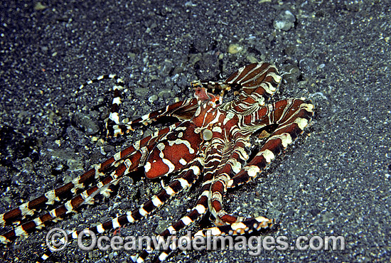 Wonderpus Octopus Wunderpus photogenicus photo Wonderpus Octopus Wunderpus photogenicus photo
