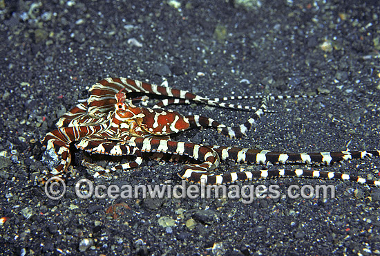 Wonderpus Octopus photo Wonderpus Octopus photo