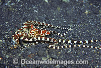 Wonderpus Octopus Photo - Rudie Kuiter