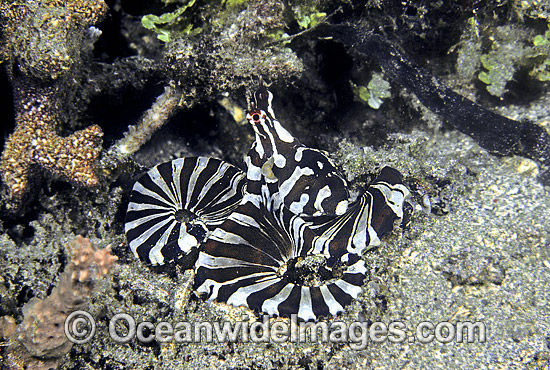 Wonderpus Octopus Wunderpus photogenicus photo Wonderpus Octopus Wunderpus photogenicus photo