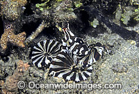 Wonderpus Octopus Wunderpus photogenicus Photo - Rudie Kuiter