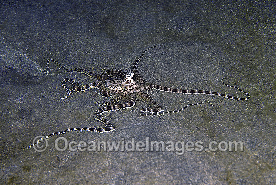 Mimic Octopus Thaumoctopus mimicus photo Mimic Octopus Thaumoctopus mimicus photo