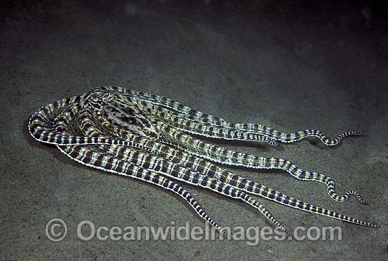 Mimic Octopus Mimicking flounder photo Mimic Octopus Mimicking flounder photo