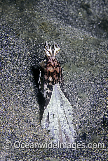 Mimic Octopus Mimicking Eel photo Mimic Octopus Mimicking Eel photo