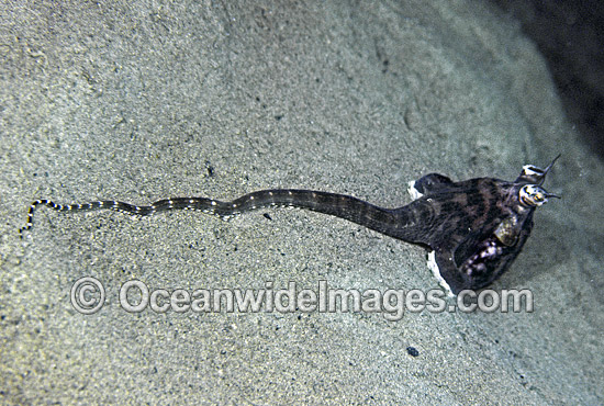 Mimic Octopus mimicking Stingray photo Mimic Octopus mimicking Stingray photo
