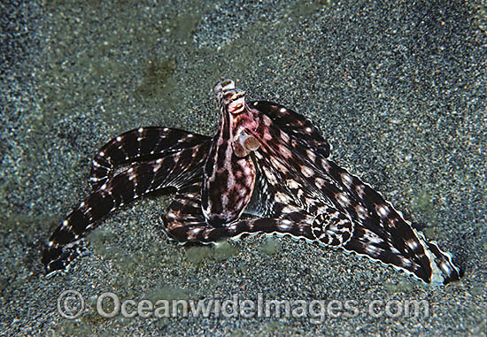 Mimic Octopus emerging from hole photo Mimic Octopus emerging from hole photo