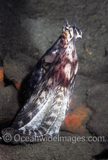 Mimic Octopus mimicking Eel photo Mimic Octopus mimicking Eel photo