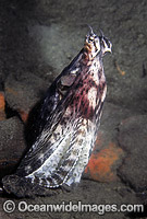 Mimic Octopus mimicking Eel Photo - Rudie Kuiter