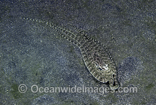Mimic Octopus mimicking Flounder photo Mimic Octopus mimicking Flounder photo