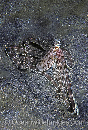 Mimic Octopus in hole photo Mimic Octopus in hole photo