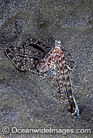Mimic Octopus in hole Photo - Rudie Kuiter