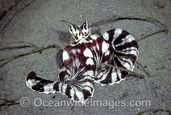 Mimic Octopus Thaumoctopus mimicus photo Mimic Octopus Thaumoctopus mimicus photo