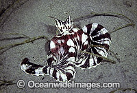 Mimic Octopus Thaumoctopus mimicus Photo - Rudie Kuiter