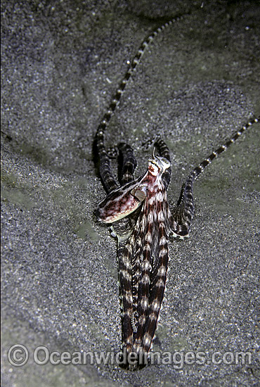 Mimic Octopus in hole photo Mimic Octopus in hole photo