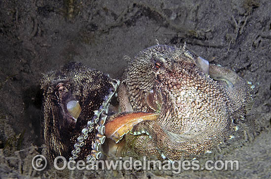 Reef Octopus mating photo Reef Octopus mating photo
