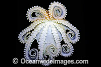 Reef Octopus underside Photo - Rudie Kuiter
