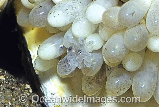 Reef Octopus Octopus pallidus eggs photo Reef Octopus Octopus pallidus eggs photo