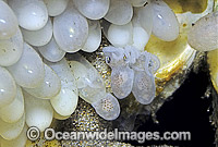 Reef Octopus eggs Photo - Rudie Kuiter