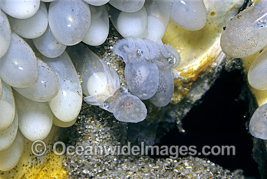Reef Octopus eggs photo Reef Octopus eggs photo