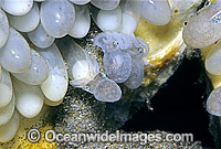 Reef Octopus eggs Photo - Rudie Kuiter