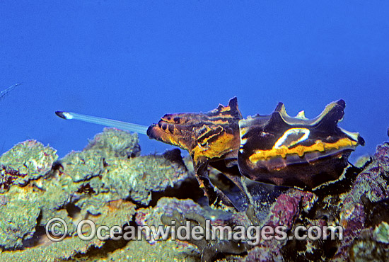 Flamboyant Cuttlefish feeding photo Flamboyant Cuttlefish feeding photo