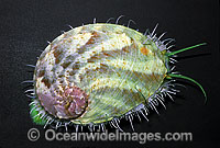 Greenlip Abalone Haliotis laevigata Photo - Rudie Kuiter