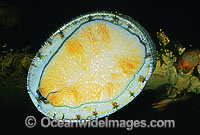 Greenlip Abalone Haliotis laevigata Photo - Rudie Kuiter