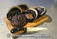 Blacklip Abalone Haliotis rubra Photo - Gary Bell