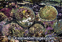 Blacklip Abalone Haliotis rubra Photo - Gary Bell