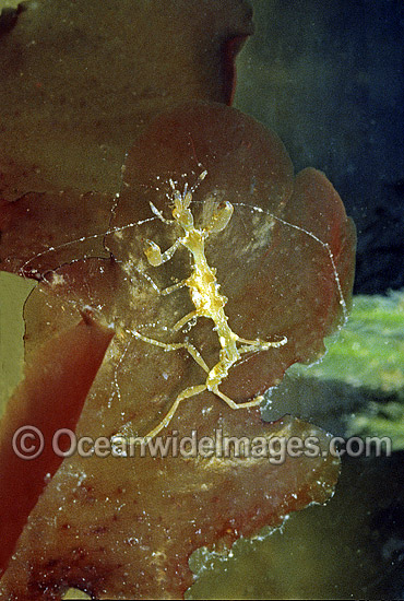 Ghost Shrimp on sea algae Skeleton Shrimp photo Ghost Shrimp on sea algae Skeleton Shrimp photo