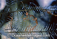 Ghost Shrimp stinging Hydroid Photo - Rudie Kuiter