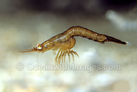 Mysid Shrimp Mysadcea Portsea Pier photo Mysid Shrimp Mysadcea Portsea Pier photo