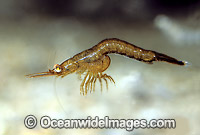 Mysid Shrimp Mysadcea Portsea Pier Photo - Rudie Kuiter