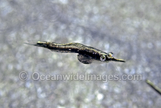 Mysid Shrimp photo Mysid Shrimp photo