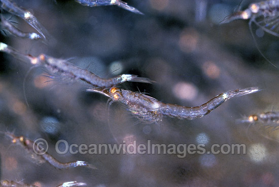Mysid Shrimp Rye Jetty photo Mysid Shrimp Rye Jetty photo