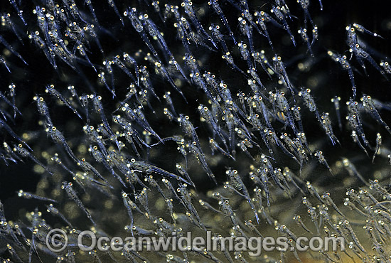 School of Mysid Shrimp photo School of Mysid Shrimp photo
