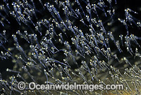 School of Mysid Shrimp Photo - Rudie Kuiter