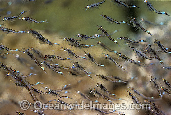 School of Mysid Shrimp photo School of Mysid Shrimp photo