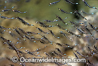 School of Mysid Shrimp Photo - Rudie Kuiter