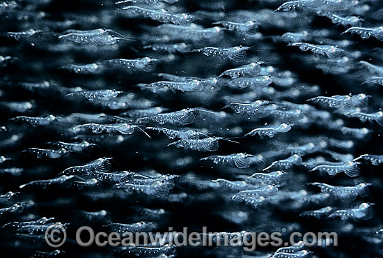 School of Krill Shrimp Nyctiphanes australis photo School of Krill Shrimp Nyctiphanes australis photo