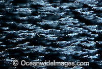 School of Krill Shrimp Nyctiphanes australis Photo - Rudie Kuiter